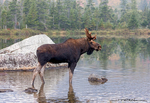 Moose
