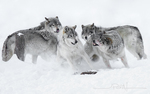 Grey Wolves