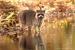 North American Raccoon