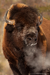 American Bison-American Buffalo