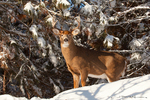 White-tailed Deer