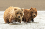 Grizzly Bear Cubs