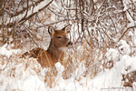 White-tailed Deer