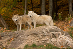 Arctic Wolfs