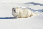 Arctic Fox