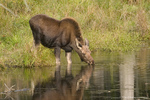 Moose