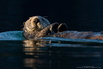 Sea Otter
