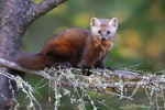 Pine Marten