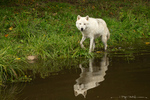 Arctic Wolf