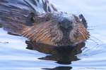 American Beaver-(Castor canadesis)