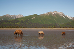 Grizzly Bear with Cubs