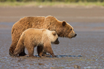 Grizzly Bear with Cub
