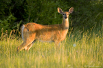 White tailed Deear