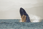 Humback Whale