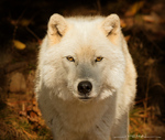 Arctic Wolf