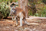 Red kangaroo