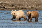 Grizzly Bear Cubs