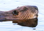 American Beaver-(Castor canadesis)