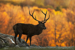 Elk