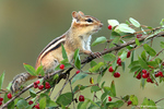 Eastern Chipmunk
