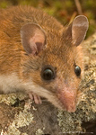 Deer mouse