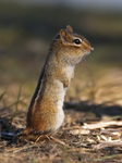 Eastern Chipmunk