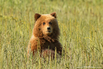 Grizzly Bear Cub