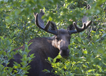 Moose