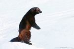 Wolverine