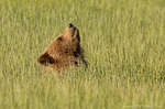 Grizzly Bear Cub