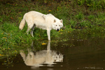 Arctic Wolf