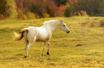 White Horse