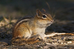 Eastern Chipmunk