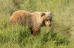 Grizzly Bear Cub
