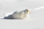 Arctic Fox