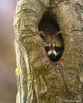 North American Raccoon