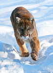 Montain Lion