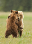 Grizzly Bear Cubs