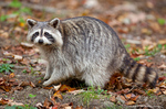 North American Raccoon