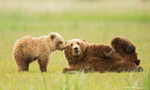 Grizzly Bear with Cub
