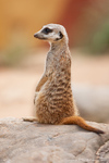 Meerkat