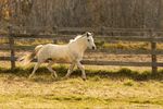 White Horse