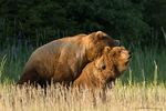 Grizzly Bears