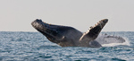 Humback Whale