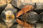 Mink