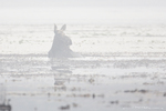 Moose