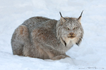 Linx