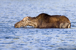 Moose