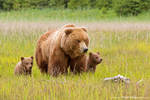 Grizzly Bear with Cubs