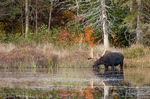 Moose